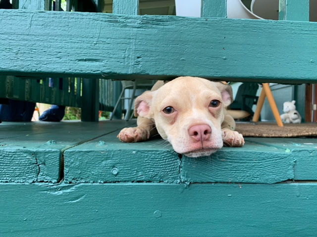 Paco