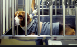 The Cruelty Behind Animal Testing