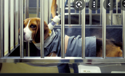 The Cruelty Behind Animal Testing – The Dragon Post