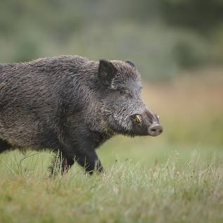 A wild boar forages for acorns in autumn