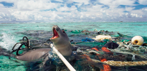 The Effects of Plastic Pollution on Hawaii's Marine Life