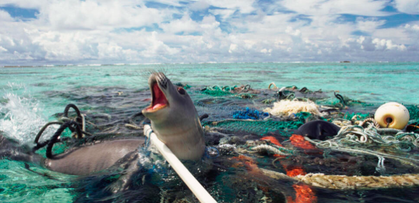 The Effects of Plastic Pollution on Hawaiis Marine Life