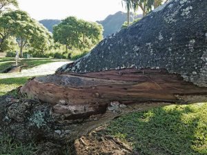 Mistaken Identity: A Pressing Issue For Hawaii’s Native Tree Population
