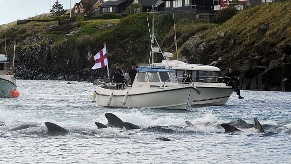 Slaughter of Dolphins and Whales Should be Stopped